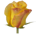 گل رز هلندی اُرنج جوس